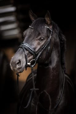 HB Bridle Showtime Evalira