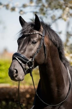 HB Bridle Showtime Evalira -Equestrian Supplies Online Shop 00006750W 1 302090663