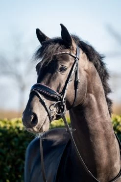 HB Bridle Showtime Evalira -Equestrian Supplies Online Shop 00006750W 1 302090693