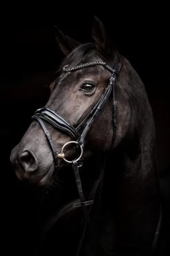 HB Bridle Showtime Evalira -Equestrian Supplies Online Shop 00006750W 2 302090657