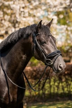 HB Bridle Showtime Evalira -Equestrian Supplies Online Shop 00006750W 2 302090663