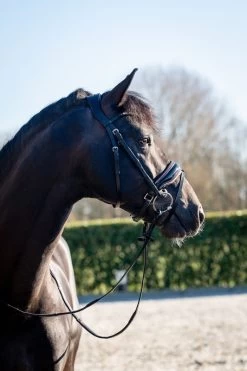 HB Bridle Showtime Evalira -Equestrian Supplies Online Shop 00006750W 2 302090693