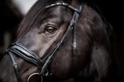 HB Bridle Showtime Evalira -Equestrian Supplies Online Shop 00006750W 3 302090656