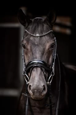 HB Bridle Showtime Evalira -Equestrian Supplies Online Shop 00006750W 3 302090657