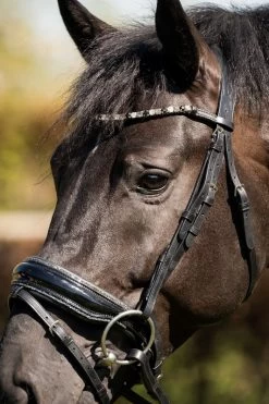 HB Bridle Showtime Evalira -Equestrian Supplies Online Shop 00006750W 3 302090663