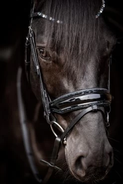 HB Bridle Showtime Evalira -Equestrian Supplies Online Shop 00006750W 4 302090656