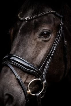 HB Bridle Showtime Evalira -Equestrian Supplies Online Shop 00006750W 4 302090657