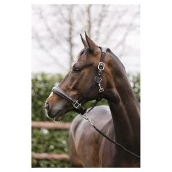 ANKY Halter Combi With Rope -Equestrian Supplies Online Shop 00006770W 3 301090425