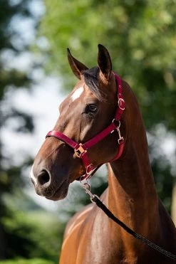 HB Showtime Eclipse Halter-set