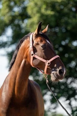 HB Showtime Eclipse Halter-set -Equestrian Supplies Online Shop 00006783W 1 301035142