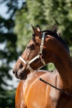 HB Showtime Eclipse Halter-set -Equestrian Supplies Online Shop 00006783W 1 301060123