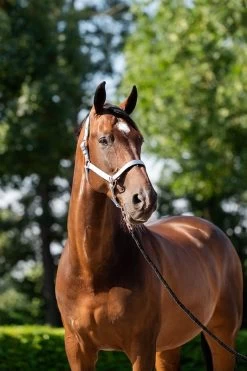 HB Showtime Eclipse Halter-set -Equestrian Supplies Online Shop 00006783W 1 301079235