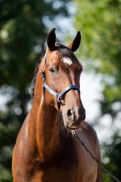 HB Showtime Eclipse Halter-set -Equestrian Supplies Online Shop 00006783W 1 301079236