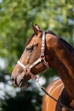 HB Showtime Eclipse Halter-set -Equestrian Supplies Online Shop 00006783W 1 301080153