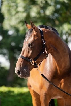 HB Showtime Eclipse Halter-set -Equestrian Supplies Online Shop 00006783W 1 301090412