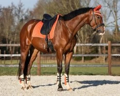 QHP Fetlock Boots Menton -Equestrian Supplies Online Shop 00006847W 3 313031011