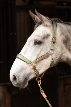 Harry's Horse Halterset Dividal -Equestrian Supplies Online Shop 00006875W 2 301060126