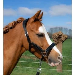 HB Showtime Leather Halter Glitty Little Sizes -Equestrian Supplies Online Shop 00006883W 1 301090438