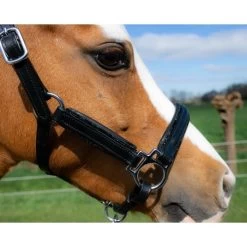 HB Showtime Leather Halter Glitty Little Sizes -Equestrian Supplies Online Shop 00006883W 2 301090438