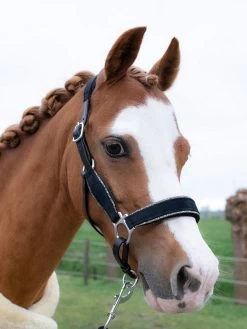 HB Showtime Velvet Halter Little Sizes -Equestrian Supplies Online Shop 00006884W 1 301090434