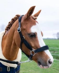 HB Showtime Velvet Halter Little Sizes -Equestrian Supplies Online Shop 00006884W 1 301090435