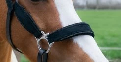 HB Showtime Velvet Halter Little Sizes -Equestrian Supplies Online Shop 00006884W 2 301090435