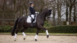 LeMieux Saddlepad Crystal Suede Dressage -Equestrian Supplies Online Shop 00006929W 3 218010399