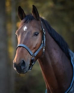 QHP Headcollar Turnout Collection -Equestrian Supplies Online Shop 00007009W 3 301070323