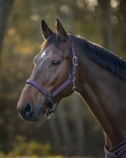 QHP Headcollar Turnout Collection -Equestrian Supplies Online Shop 00007009W 3 301090443