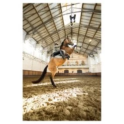 BR Tendon Boots Majestic Dion -Equestrian Supplies Online Shop 00007090W 3 312060058