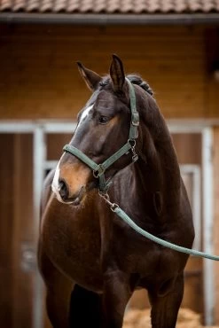 Covalliero Halter Velvet 17 Covalliero Halter Velvet -Equestrian Supplies Online Shop 00007126W 3 301060133