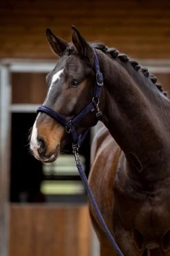 Covalliero Halter Velvet 11 Covalliero Halter Velvet -Equestrian Supplies Online Shop 00007126W 3 301079245