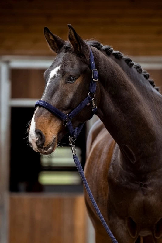 Covalliero Halter Velvet 3 Covalliero Halter Velvet - Image 3
