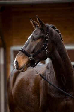 Covalliero Halter Velvet 14 Covalliero Halter Velvet -Equestrian Supplies Online Shop 00007126W 3 301090446