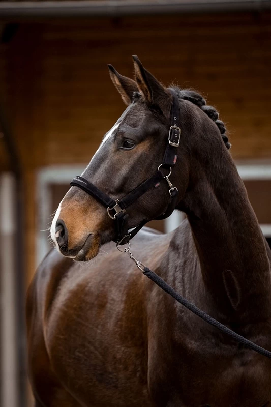 Covalliero Halter Velvet 6 Covalliero Halter Velvet - Image 6