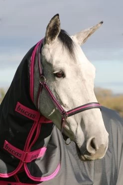 Bucas Halter Dublin -Equestrian Supplies Online Shop 00007149W 1 301080156