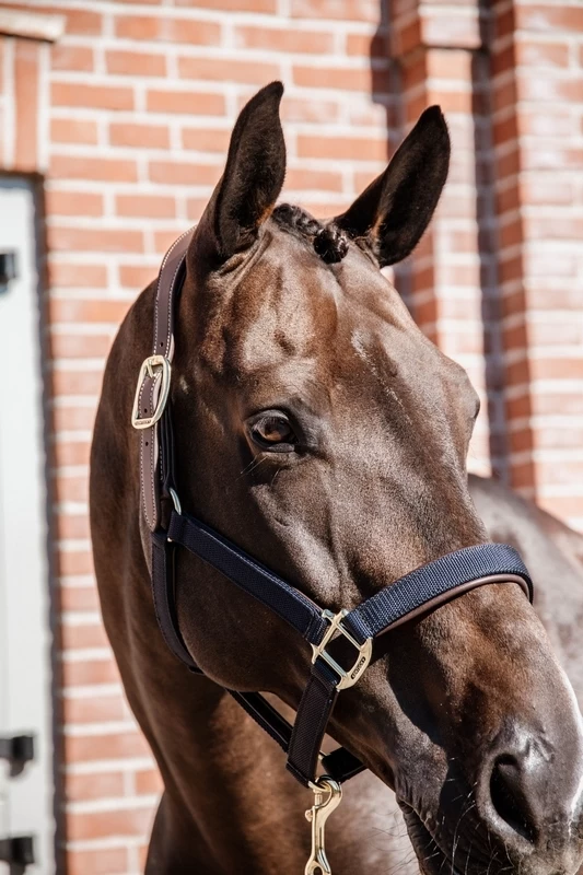 Kentucky Horsewear Kentucky Nylon Anatomic Halter 2 Kentucky Horsewear Kentucky Nylon Anatomic Halter - Image 2