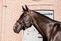 Kentucky Horsewear Kentucky Nylon Anatomic Halter 7 Kentucky Horsewear Kentucky Nylon Anatomic Halter -Equestrian Supplies Online Shop 301050151000W 4 301050151