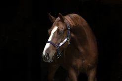 Horseware Field Safe Headcollar