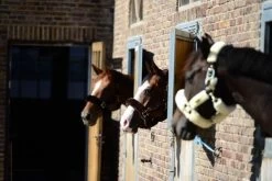 Kentucky Horsewear Kentucky Sheepskin Halter -Equestrian Supplies Online Shop 301090238000W 4 301090238