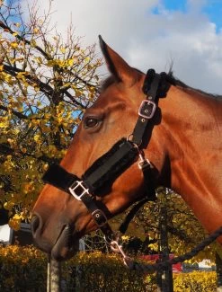 HB Halter Roségold Teddy