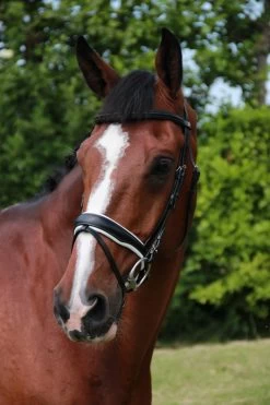 Döbert Bridle Stallmeister Zoutelande