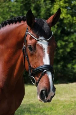 Döbert Bridle Classic Florence
