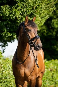 HB Bridle Showtime Sweet Dreams -Equestrian Supplies Online Shop 302090673000W 4 302090673