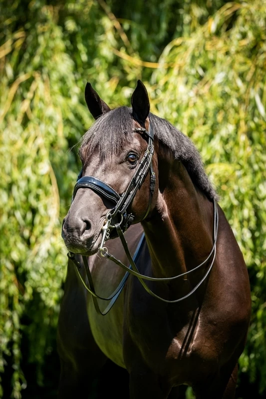 HB Double Bridle Showtime Special For You 3 HB Double Bridle Showtime Special For You - Image 3