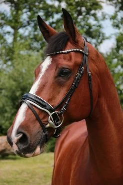 Döbert Bridle Classic Berlin