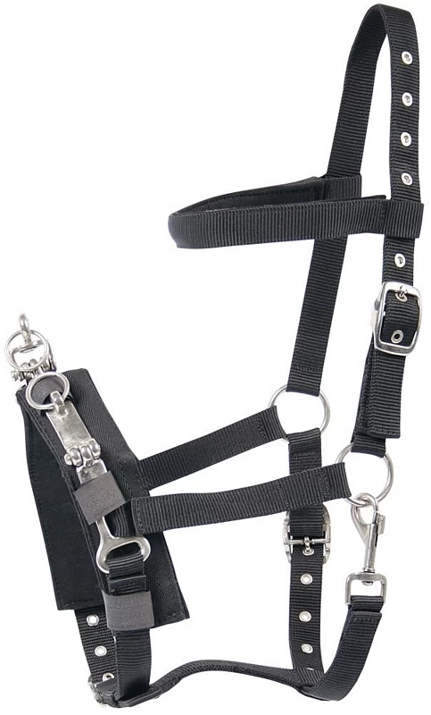 Harry's Horse Lungecavesson 1 Harry's Horse Lungecavesson