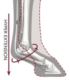 LeMieux Ultra Support Boots -Equestrian Supplies Online Shop 312090168000W 4 312090168