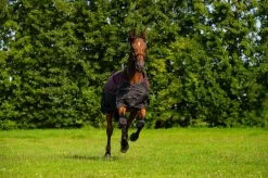 DKR Sports Rain Rug Turnout Luxe 150grs 7 DKR Sports Rain Rug Turnout Luxe 150grs -Equestrian Supplies Online Shop 401034033000W 4 401034033