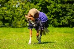 DKR Sports Mini Winter Rug 150grs Specially For Pony's Pretty Purple -Equestrian Supplies Online Shop 401040017000W 3 401040017